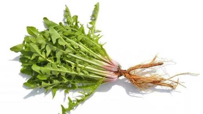 Korijen maslačka u NEOfloraxu