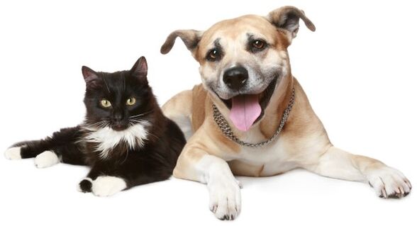 životinje su izvor zaraze parazitima