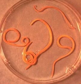 Paraziti čovjeka Ascaride