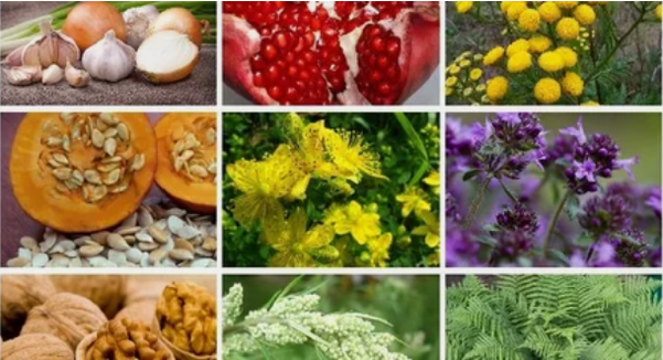 Liječenje parazita u ljudskom tijelu narodnim lijekovima