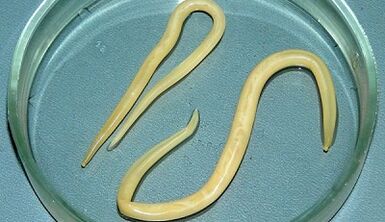 Kako pravilno položiti testove na askariazu