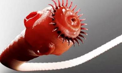 Koji paraziti mogu živjeti u ljudskom tijelu